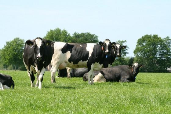 Stuifzand Stal Zwartschaap 아파트 외부 사진